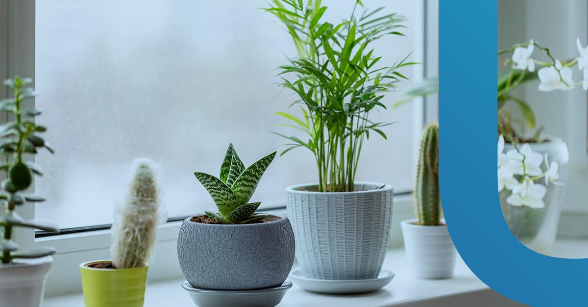 Some small succulent house plants to help with wellbeing